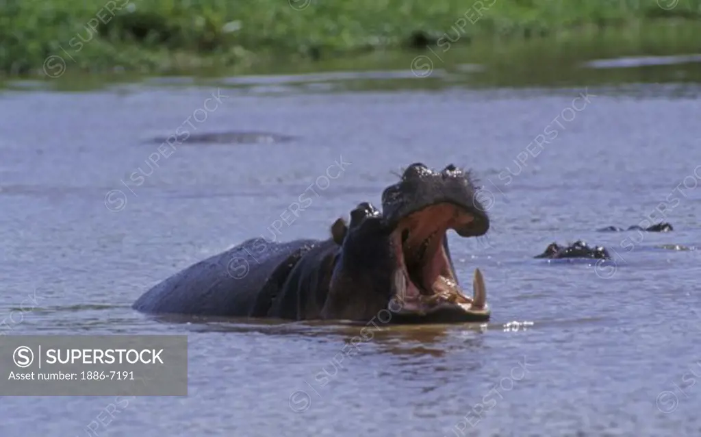 A HIPPOPATAMUS in a pool in LAKE MANYARA NP in yawning threat display - TANZANIA