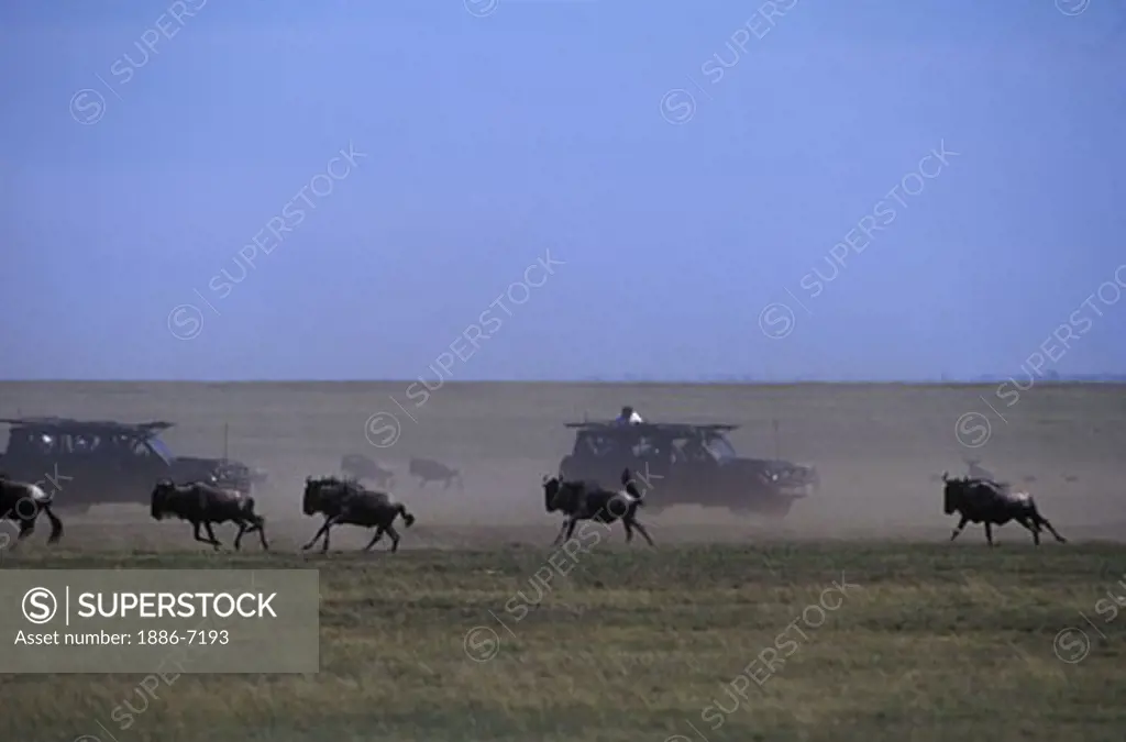 Our landcruisers are surronded by a herd of COMMON WILDEBEESTS (Connochaetes Taurinus) - SERENGETI PLAINS NATIONAL PARK, TANZANIA