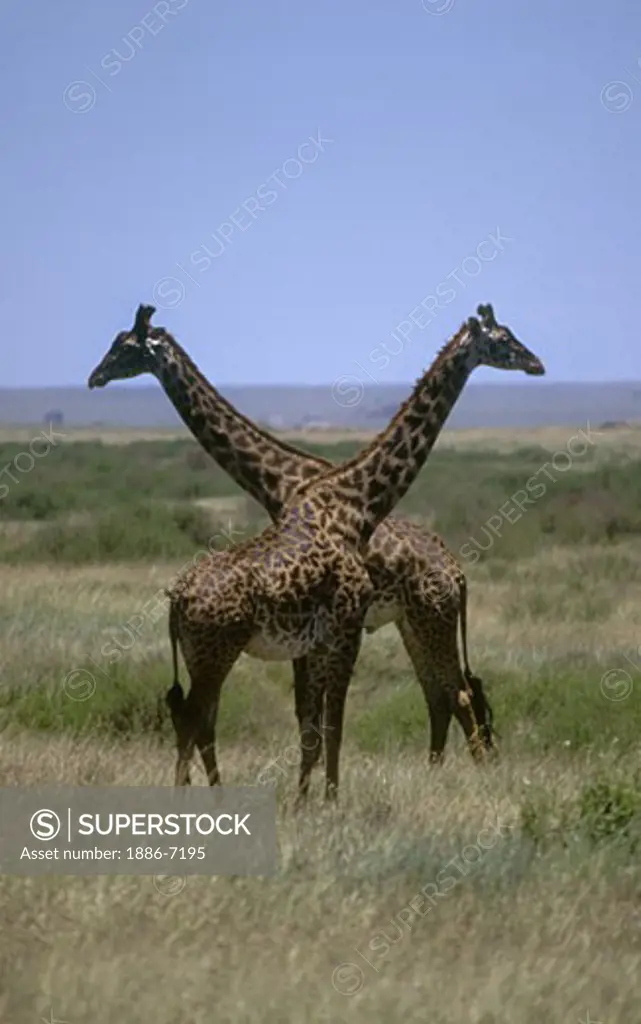 Two MASSAI GIRAFFE (Giraffa Camelopardalus) - SERENGETI NATIONAL PARK, TANZANIA