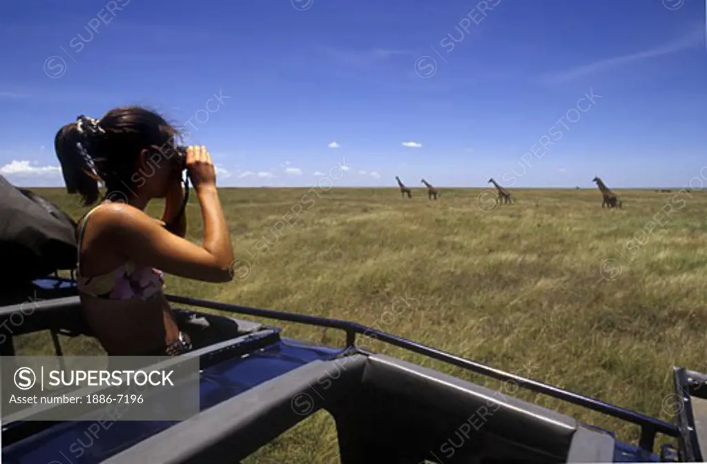 Aimee Lewis observes a herd of GIRAFFES - SERENGETI NATIONAL PARK, TANZANIA