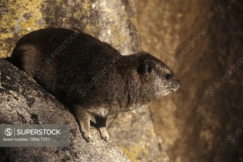 A ROCK HYRAX or DASSIE (Procavia Capensis) is a small ungulate which is related to elephants - SERENGETI NATIONAL PARK, TANZANIA