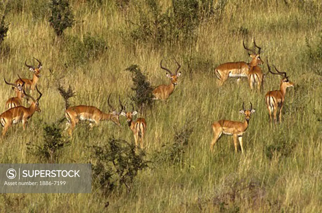 A bachelor herd of IMPALAS (Aepuceros Melampus) - SERENGETI PLAINS NATIONAL PARK, TANZANIA
