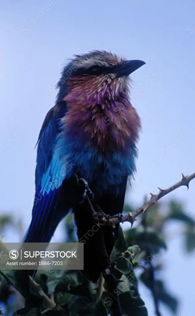 A LILAC BREASTED ROLLER (Coracias Caudata) dries his feathers after a downpour - MORU KOPJES, SERENGETI PLAINS NATIONAL PARK, TANZANIA