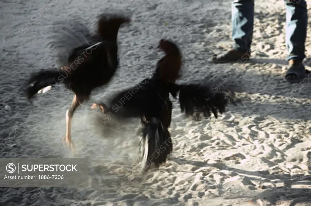 COCK FIGHT - THAILAND 