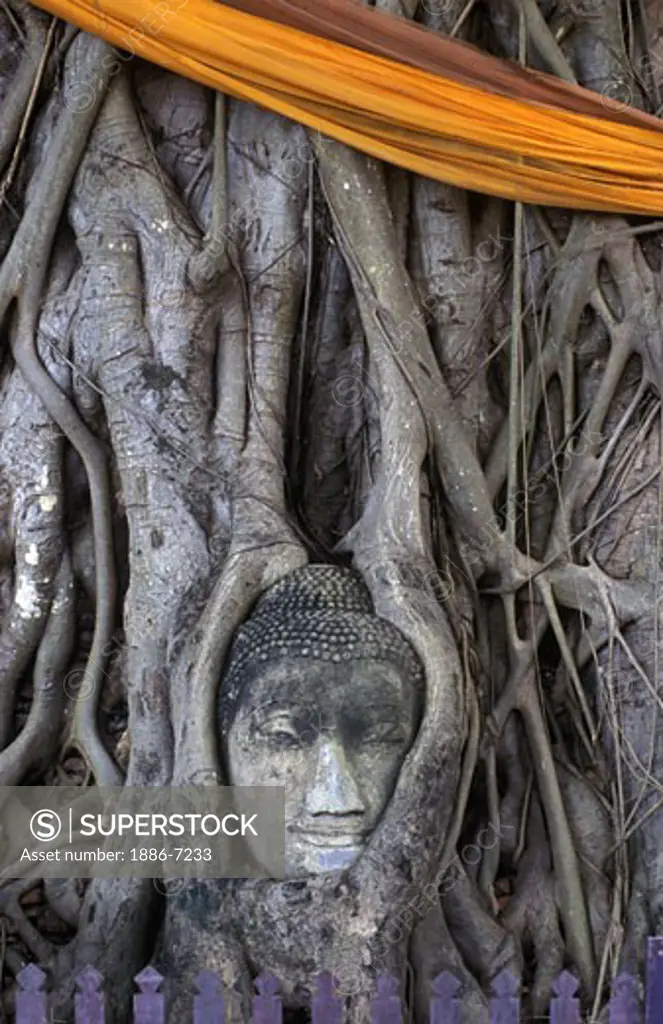 BUDDHA HEAD embedded in a BANYAN TREE at WAT MAHATHAT built in 1374 AD by King Boromaraja - AYUTTHAYA, THAILAND