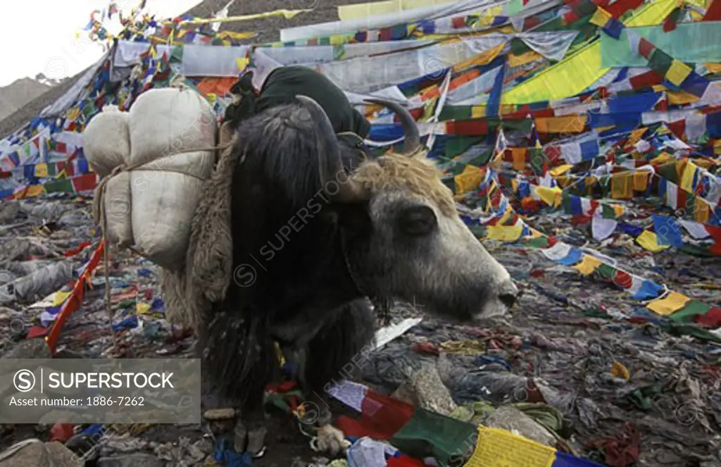 A loaded YAK & PRAYER FLAGS on the DOLMA LA (18,395 ft.), the highest point of the KORA around MOUNT KAILASH, TIBET