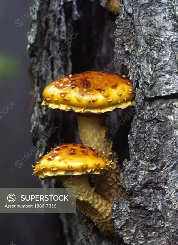 Tree FUNGI in New England deciduous FOREST -ADIRONDACK PARK, UPSTATE NEW YORK