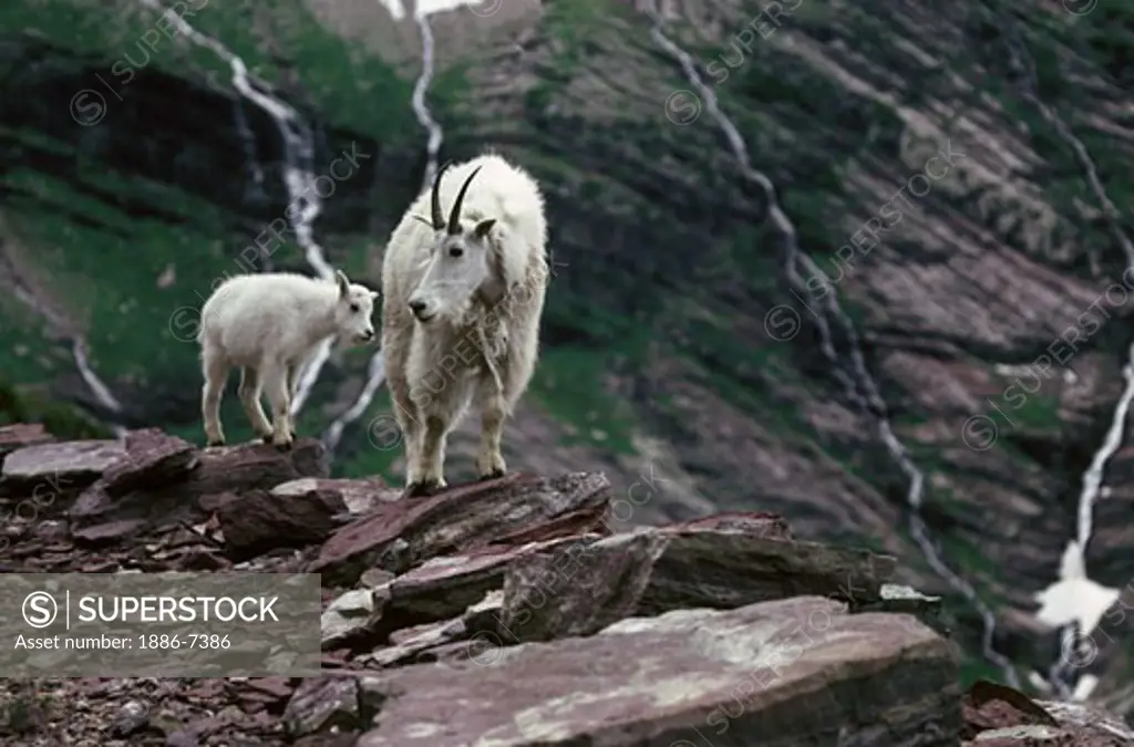 MOUNTAIN GOAT with KID in the ROCKY MOUNTAINS - WATERTON GLACIER INTERNATIONAL PEACE PARK, MONTANA