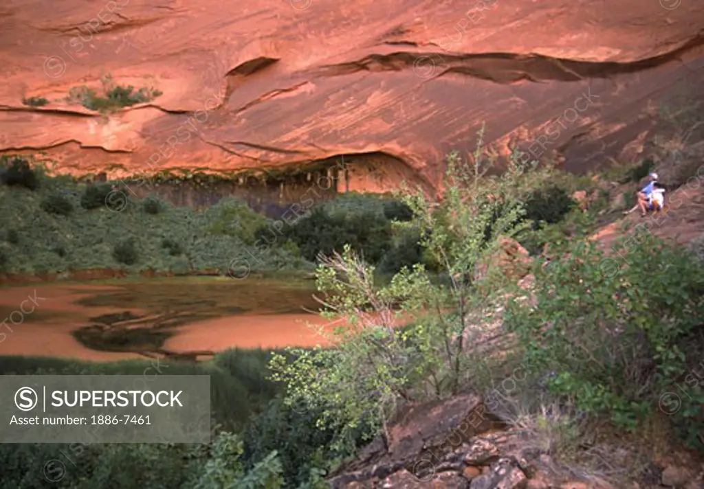 Natural SPRINGS create a plant community in the back of ICEBERG CANYON, one of the 96 arms of LAKE POWELL NRA - UTAH