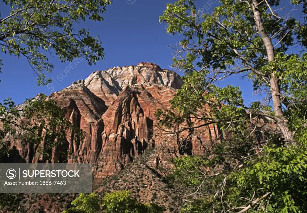 NATIVE TREES and SANDSTONE CLIFFS - ZION NATIONAL PARK, UTAH