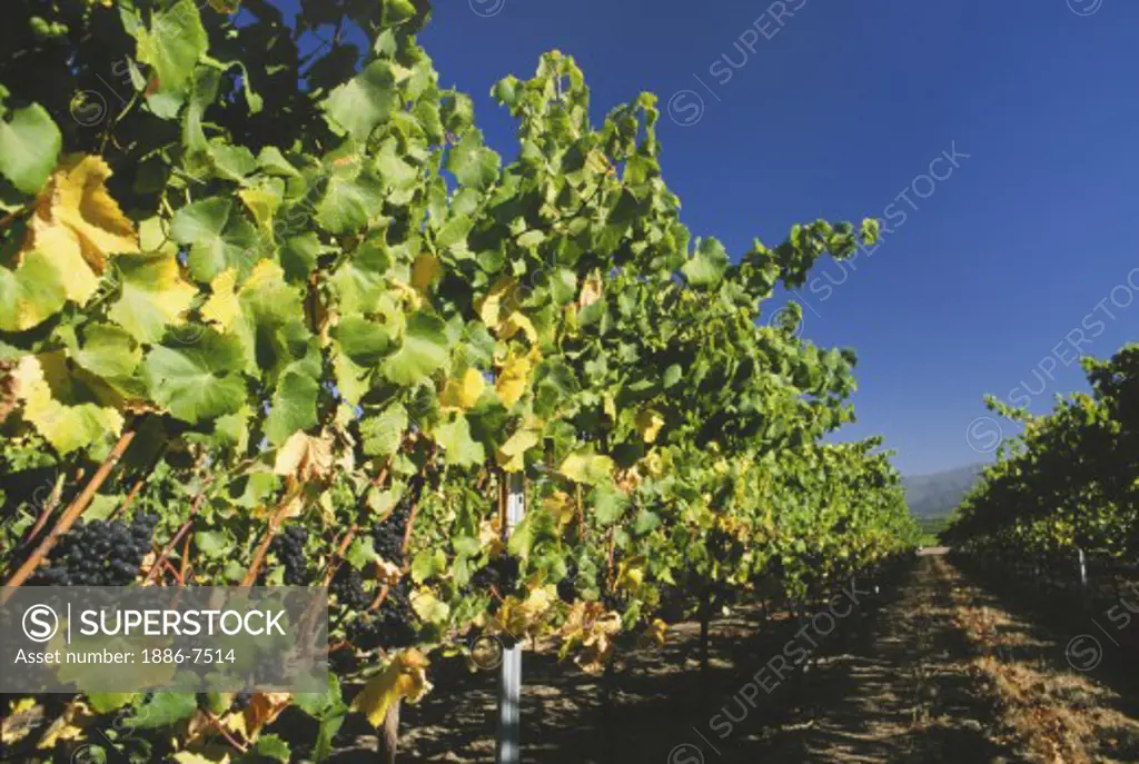 Clusters of PINOT NOIR GRAPES ripen on the vines of a CALIFORNIA VINEYARD 