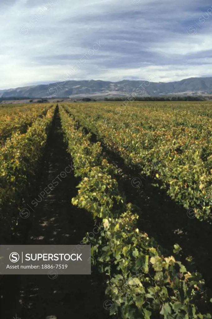 Rows of GRAPEVINES in VENTANA VINEYARDS - MONTEREY COUNTY