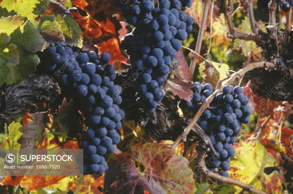 CABERNET GRAPES ripening on the VINE - MONTEREY COUNTY, CALIFORNIA 