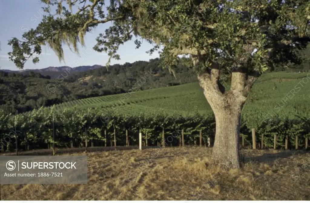 OAK TREE & WINE GRAPE VINES - JOULLIAN VINEYARDS - CARMEL VALLEY, CALIFORNIA