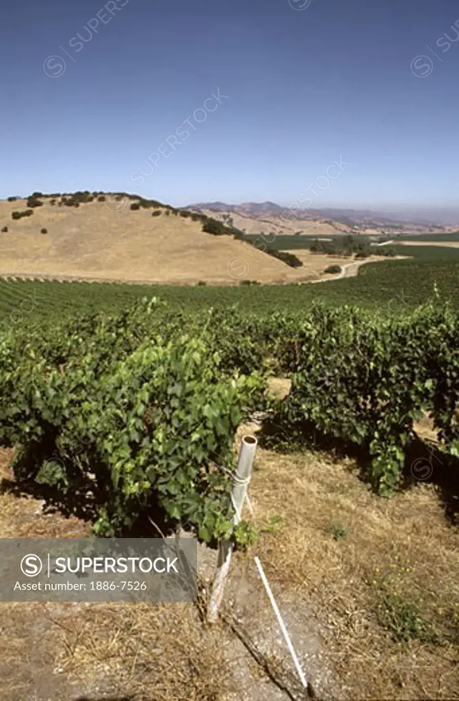 Rows of WINE GRAPES grow at DELICATO VINEYARD, the largest continuous vineyard in CALIFORNIA - SALINAS VALLEY