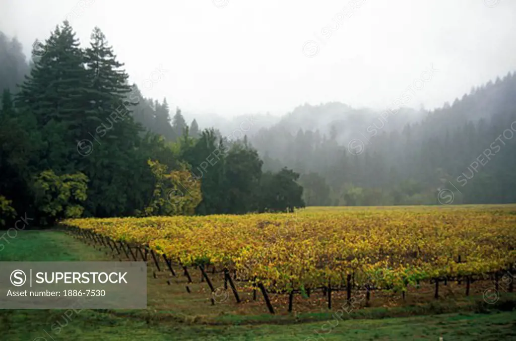 CHAMPAGNE GRAPES grow in the RUSSIAN RIVER area of CALIFORNIA with REDWOOD TREES as a border - FORESTVILLE, CALIFORNIA 