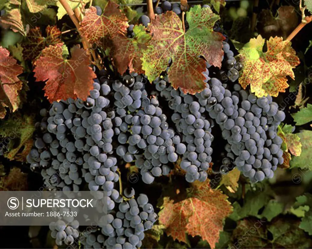 Clusters of CABERNET FRANC WINE GRAPES are ready for harvest