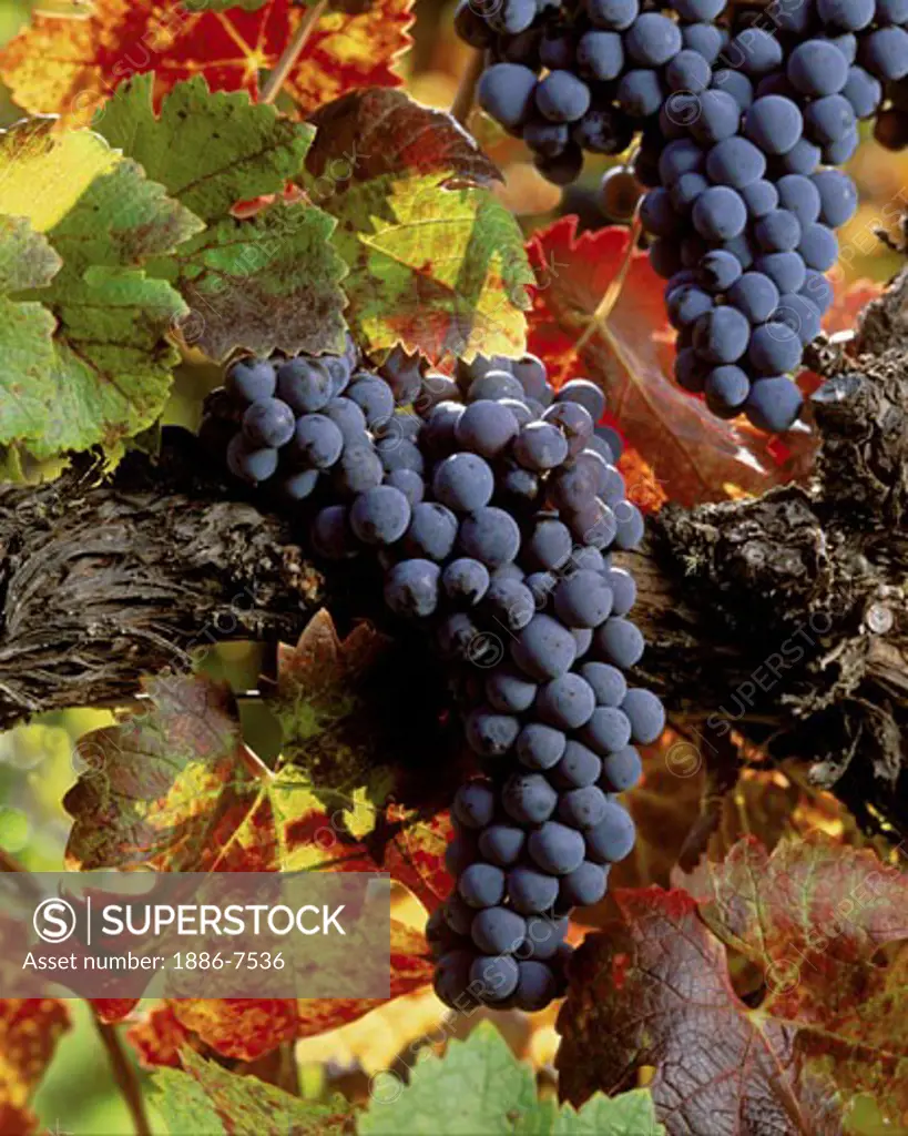 CABERNET WINE GRAPE CLUSTERS on the VINE with AUTUMN LEAVES in CARMEL VALLEY VINEYARD - MONTEREY COUNTY, CALIFORNIA