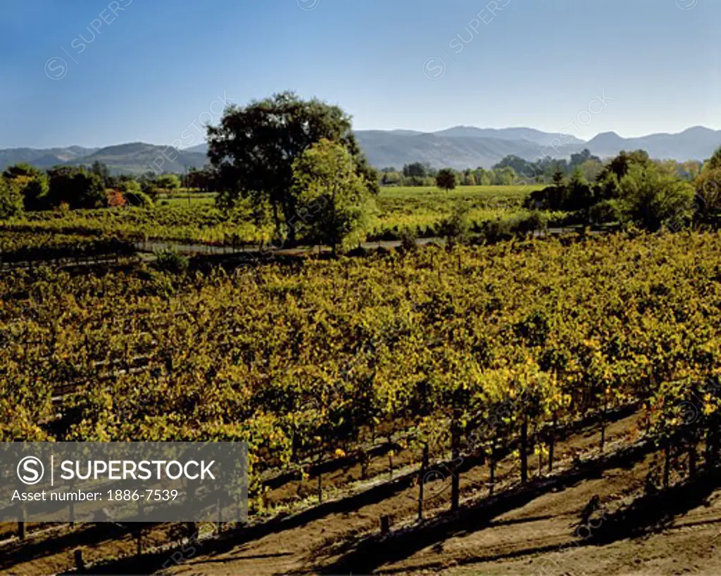 GRAPE VINES of the Flora Springs Winery turn gold in the NAPA VALLEY - ST. HELENA, CALIFORNIA
