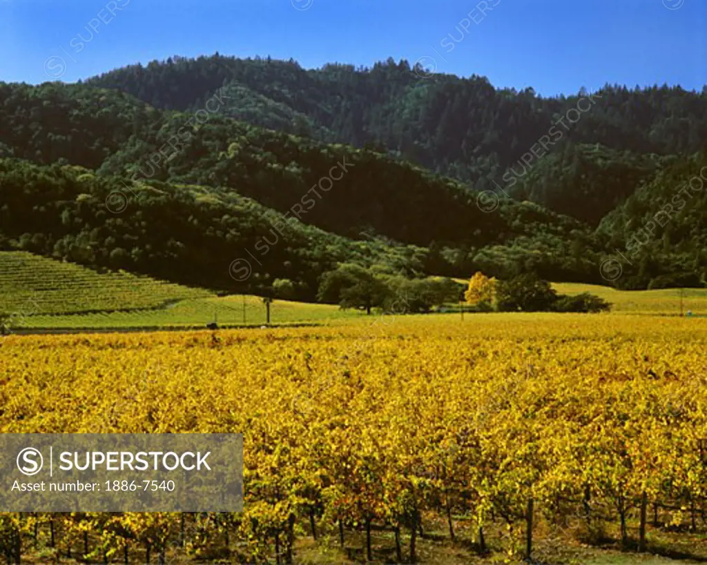 GRAPE VINES turn a beautiful golden color as autumn  descends on the NAPA VALLEY - CALIFORNIA 