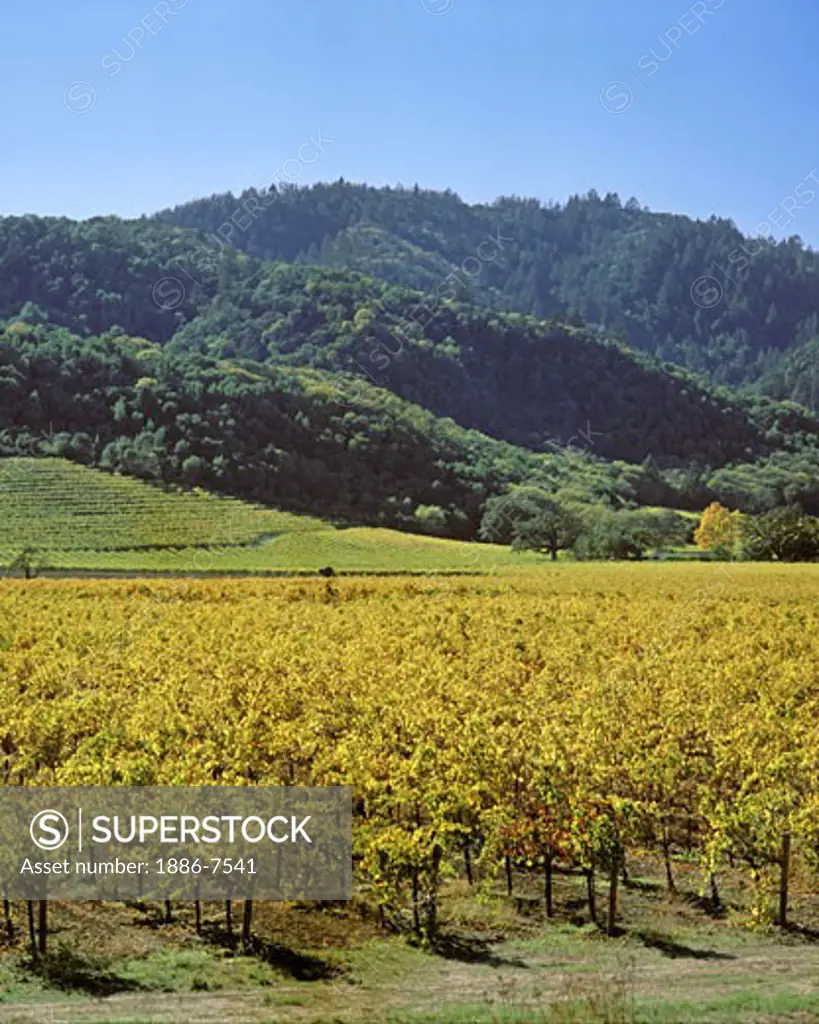 GRAPE VINES turn a beautiful golden color as autumn  descends on the NAPA VALLEY - CALIFORNIA