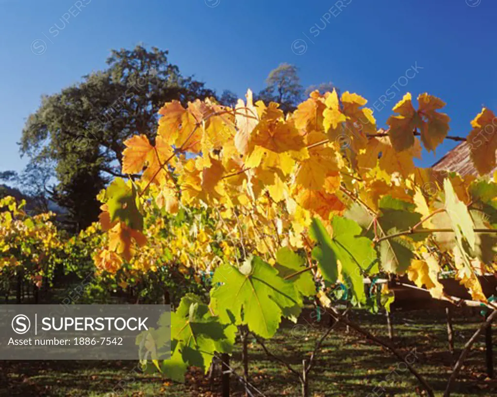 GRAPE VINES turn a beautiful golden color as autumn  descends on the NAPA VALLEY - CALIFORNIA 