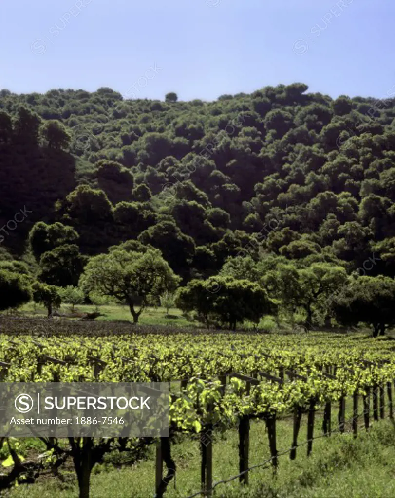 Early spring growth on WINE GRAPE VINES in a CALIFORNIA VINEYARD