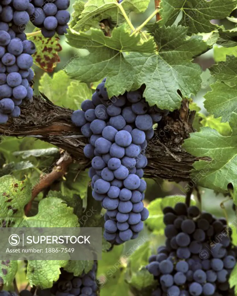 Clusters of MERLOT WINE GRAPES hang from the vine ready for harvest