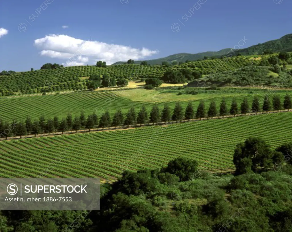 SMITH & HOOK/HAHN ESTATES Vineyard & Winery are located in the Santa Lucia Mnts. above the Salinas Valley - CALIFORNIA 