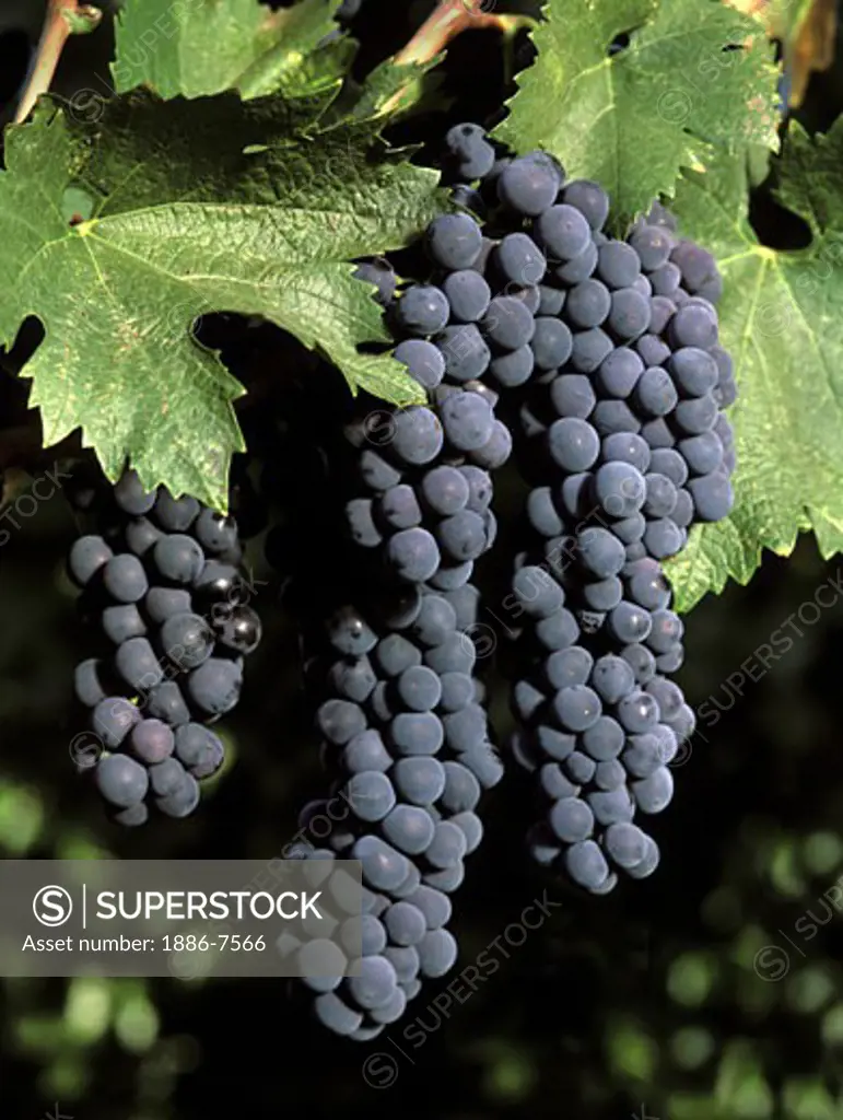 A beautiful cluster of CABERNET SAUVIGNON wine grapes is ready for harvest