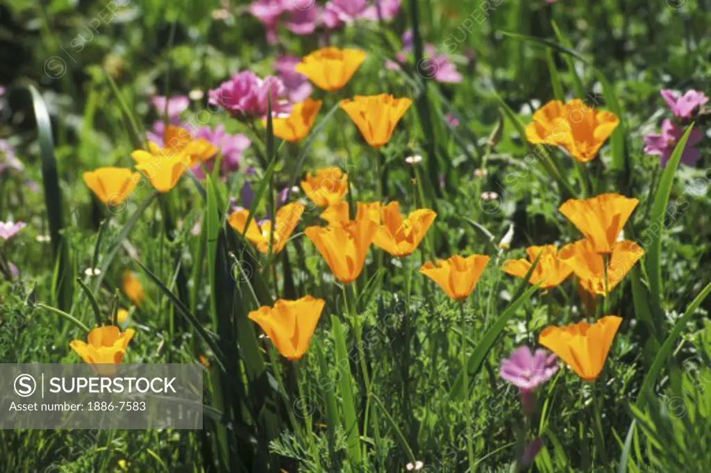 CALIFORNIA POPPY PLANTS (Eschscholzia californica) in bloom  