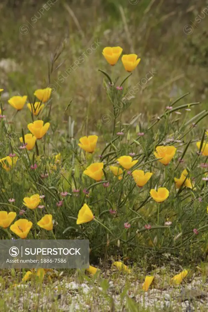 CALIFORNIA POPPIES (Eschscholzia californica) in spring - MONTEREY COUNTY, CALIFORNIA 
