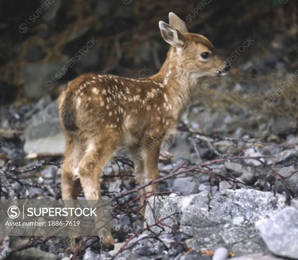 WHITE TAILED FAWN