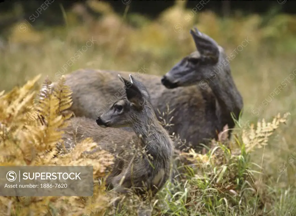 BLACK TAIL DEER doe with fawn - YOSEMITE