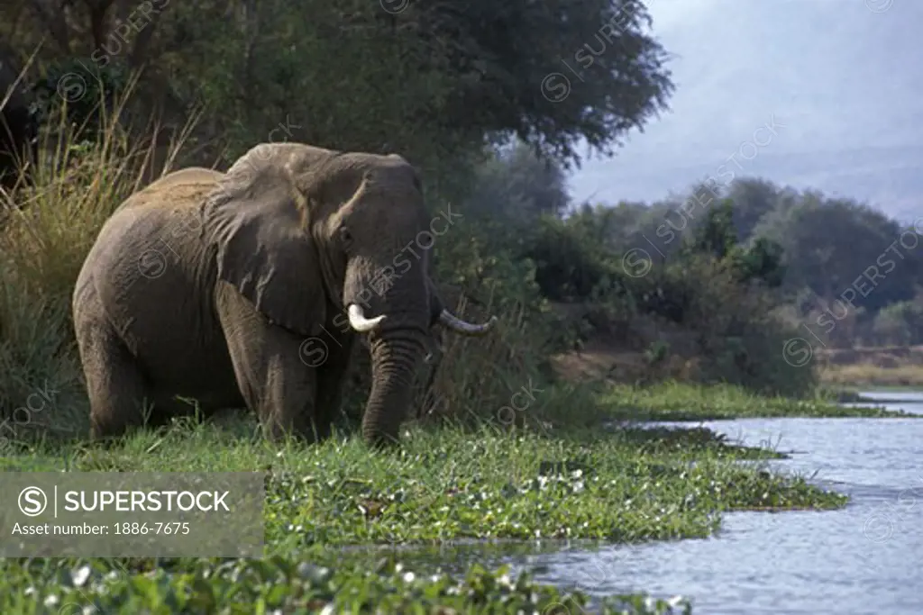 An AFRICAN ELEPHANT forages along the bank of the ZAMBEZI RIVER - ZIMBABWE