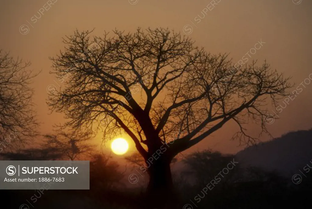 The sunset silhouettes a BAOBAB TREE - ZAMBIA 