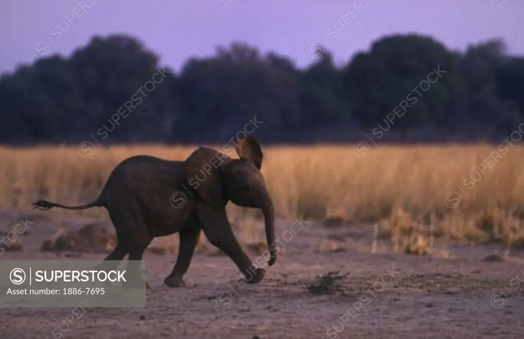 A baby ELEPHANT runs for the protection of its mother - MATUSADONA NATIONAL PARK 