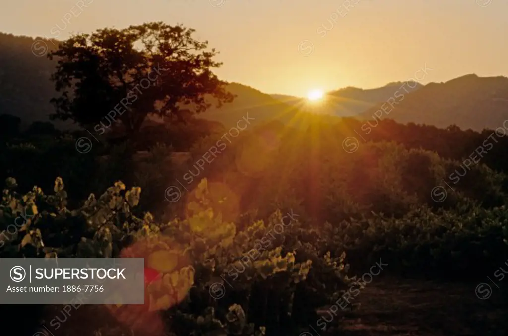 GRAPE VINE rows backlit by SUNSET - JOULLIAN VINEYARDS - CARMEL VALLEY, CALIFORNIA