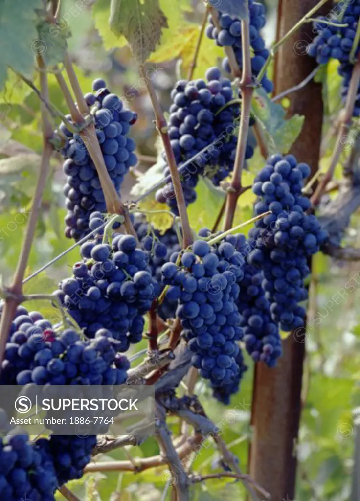 ZINFANDEL GRAPES GROWING ON THE VINE - MONTEREY COUNTY, CALIFORNIA
