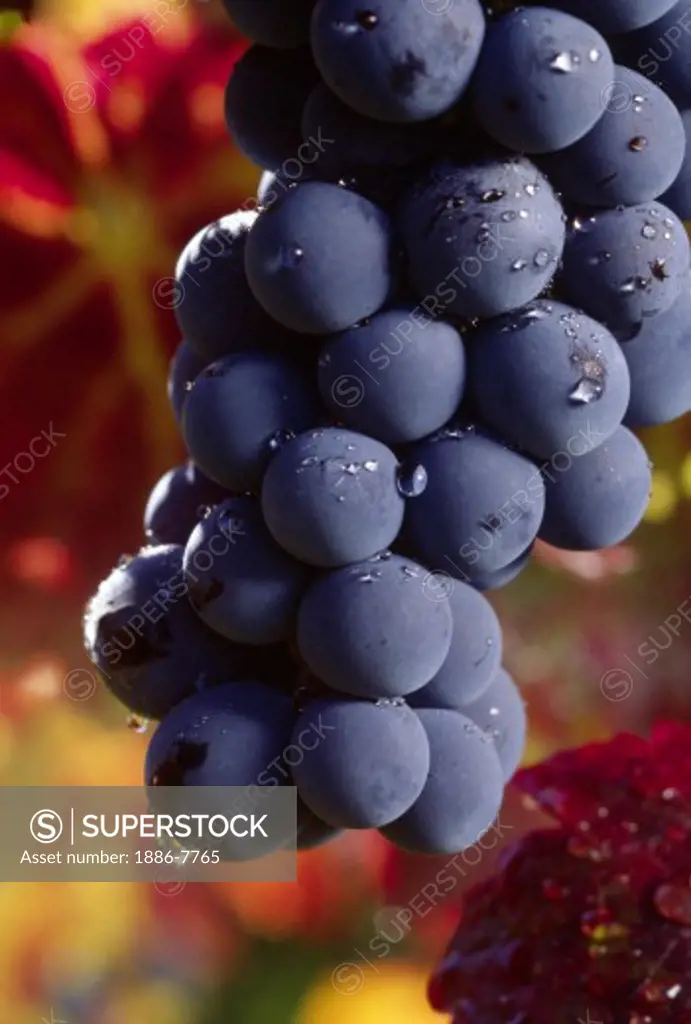 CLUSTER of CABERNET GRAPES ripening on the VINE - MONTEREY COUNTY, CALIFORNIA
