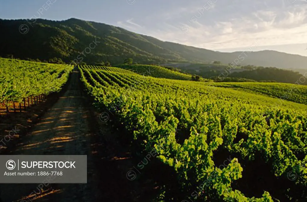 GRAPE VINE rows recede into the hills, late afternoon light - JOULLIAN VINEYARDS - CARMEL VALLEY, CALIFORNIA
