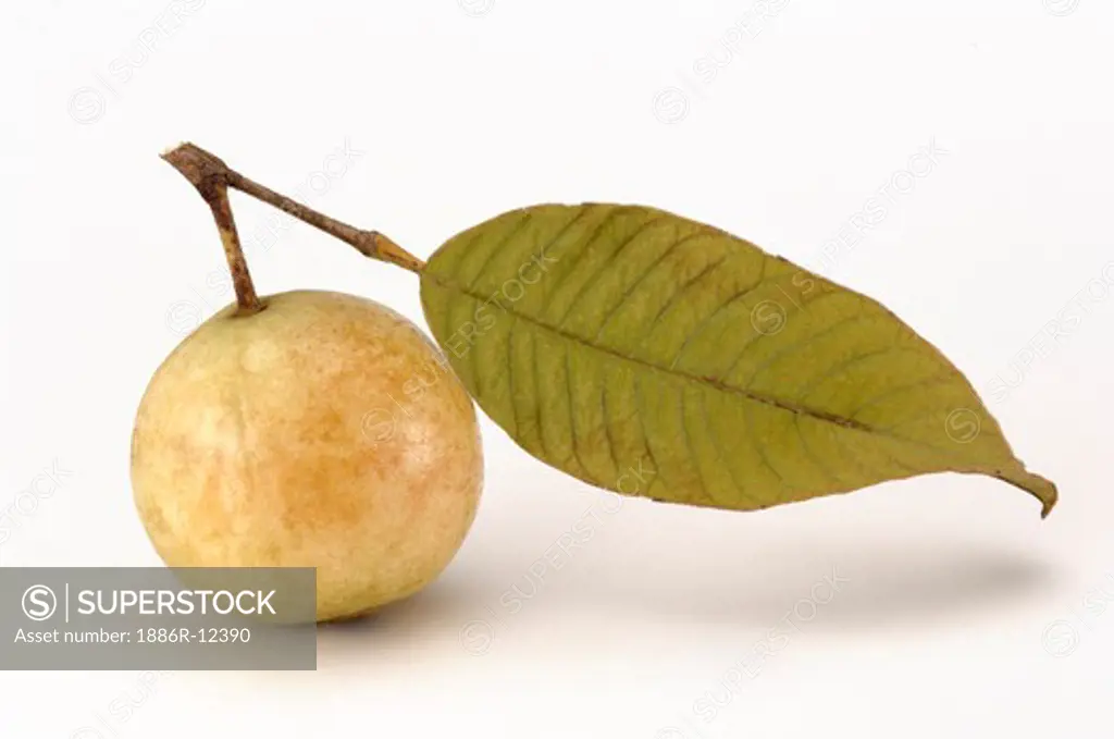 Fruit, One ripe Guava with leaf and white background