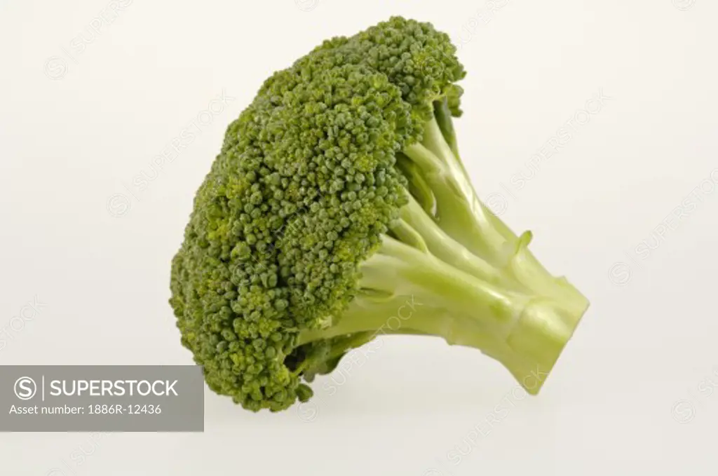 Vegetable, One piece Green Broccoli with white background