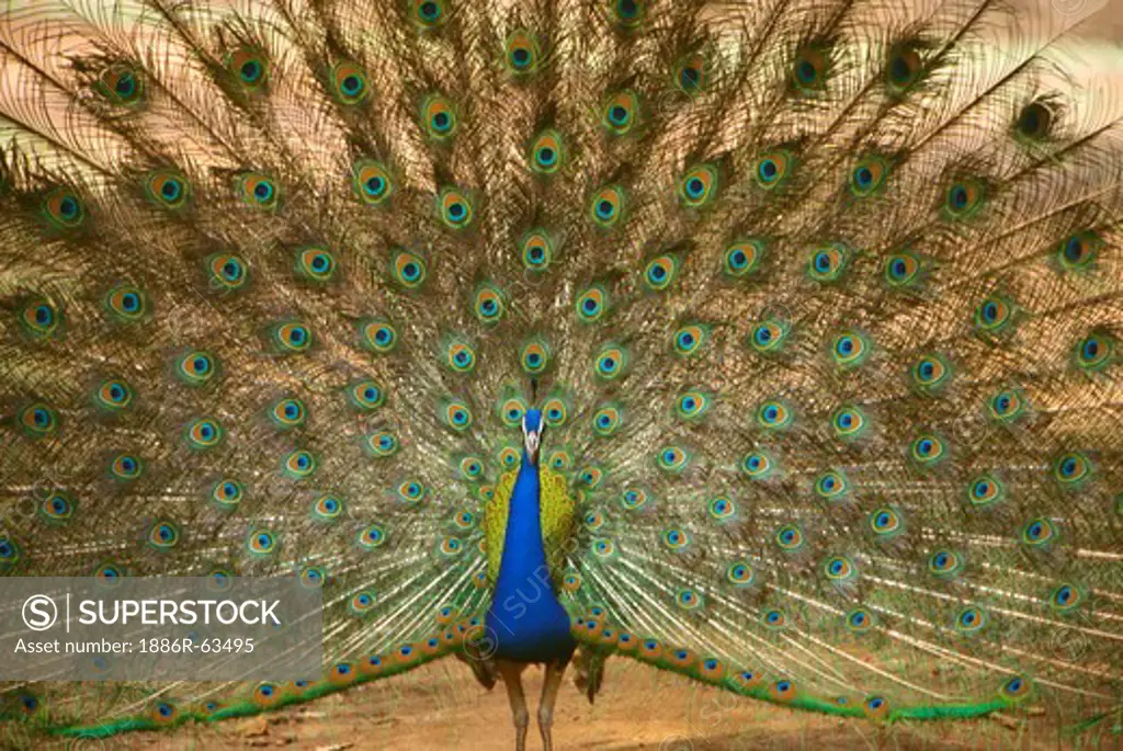 Birds ; Peacock pavo cristatus ; Ranthambore ; Rajasthan ; India