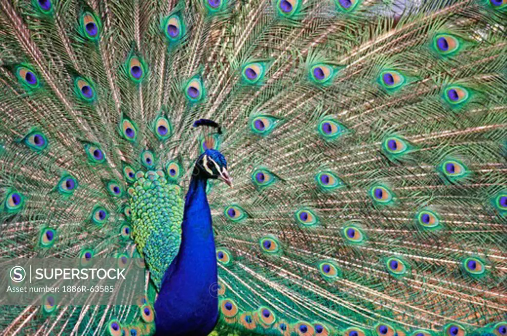 Birds ; common peafowl Pavo Cristatus