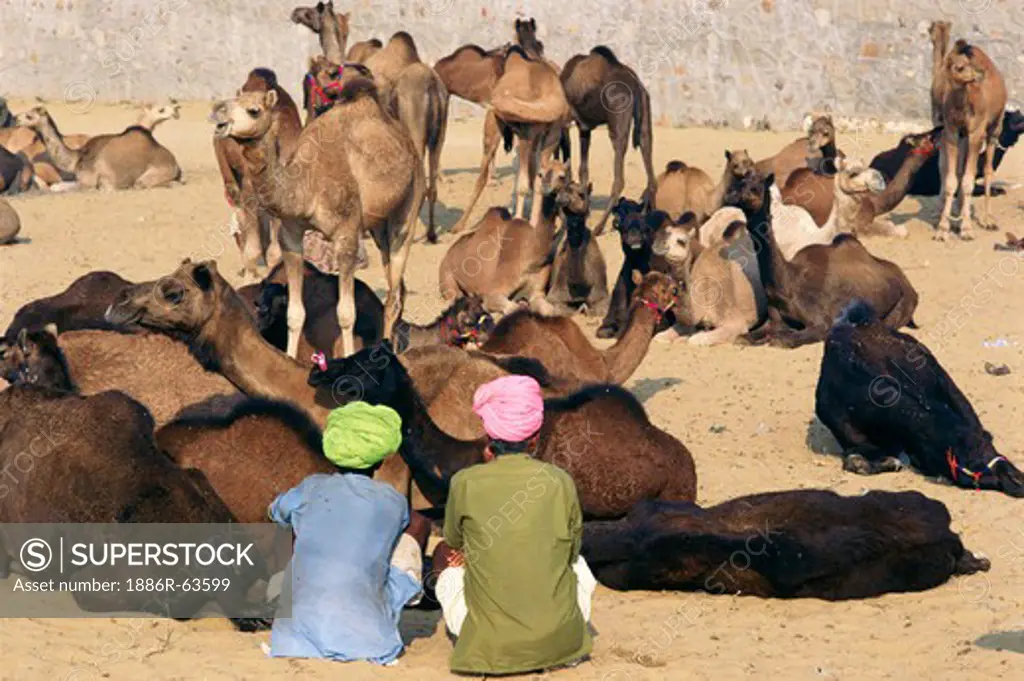 Rajasthani villagers seeing camels to buying ; Pushkar Fair ; Rajasthan ; India