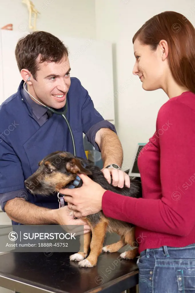 Male Veterinary Surgeon Examining Dog In Surgery