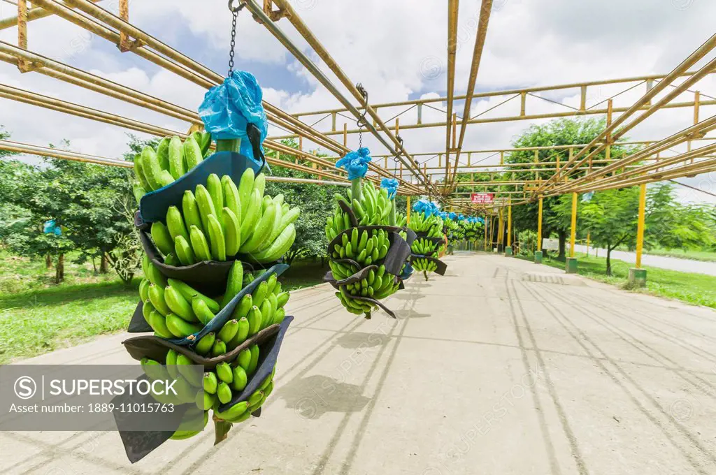 Bananas transferred on an overhead rack on a plantation near Limon; Costa Rica