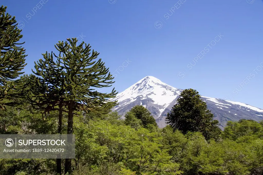 Pehuen or monkey-puzzle trees (Araucaria araucana) and Lanin Volcano, Lanin National Park, Argentina