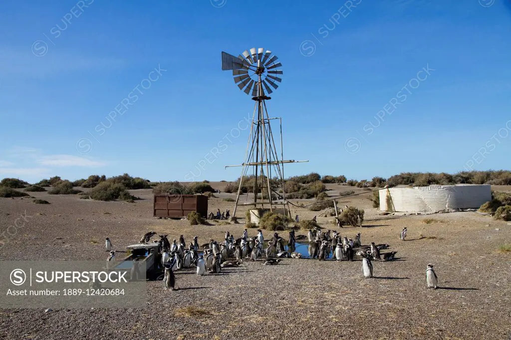 Magellanic Penguins (Spheniscus magellanicus) by a water pumping windmill of Estancia San Lorenzo, Peninsula Valdes, Chubut, Argentina